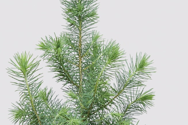 Close-up of a Pinus pinea